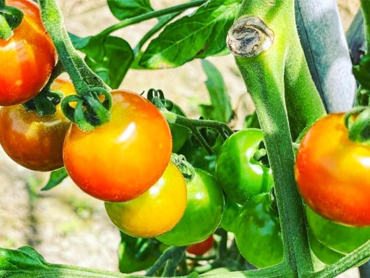 בית הארחה ביאיי 	Ritz Garden Niji מראה חיצוני תמונה